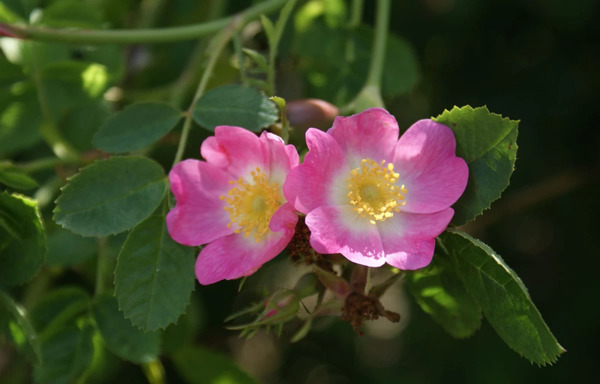عکس گل نسترن کوهی