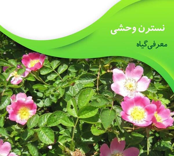 عکس گل نسترن کوهی