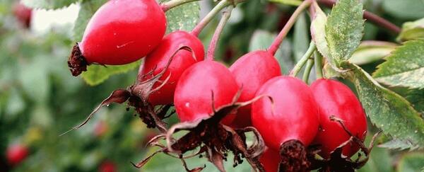 عکس گل نسترن کوهی