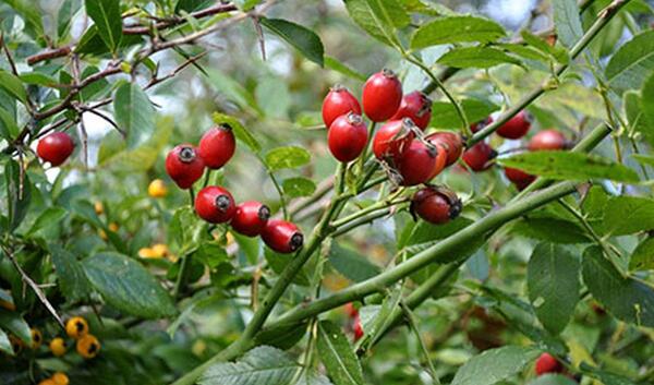 عکس گل نسترن کوهی
