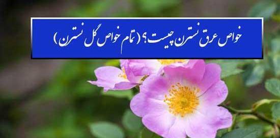 عکس گل نسترن کوهی