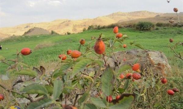 عکس گل نسترن کوهی