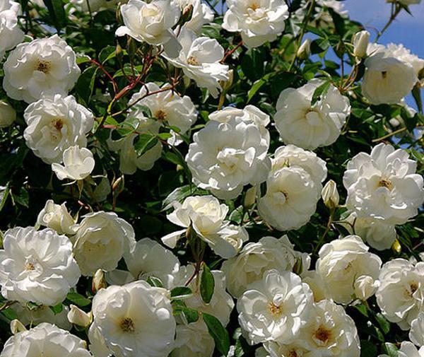 عکس گل نسترن کوهی