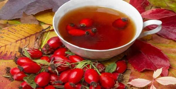 عکس گل نسترن کوهی