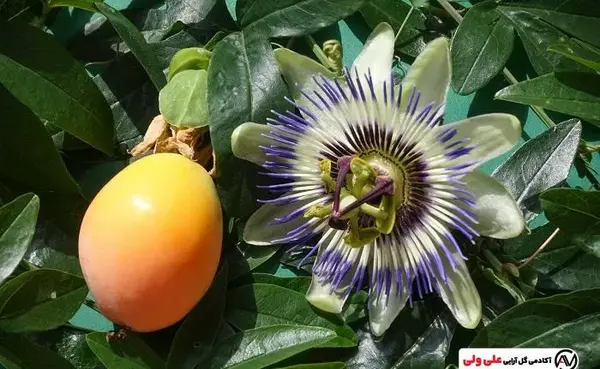 عکس بوته گل ساعتی