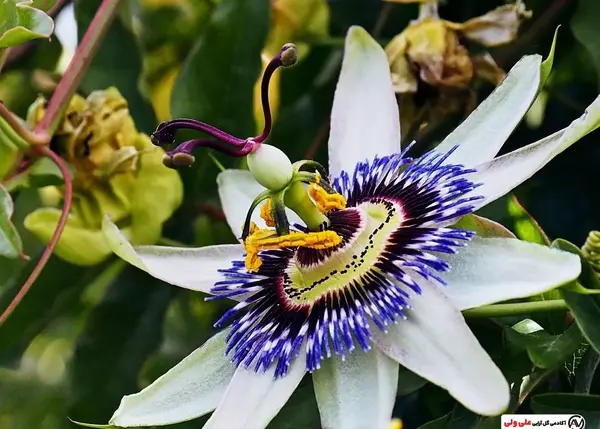 عکس بوته گل ساعتی