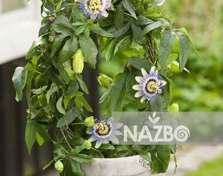 عکس بوته گل ساعتی