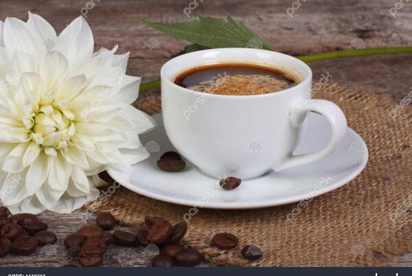 عکس گل کوکب سیاه