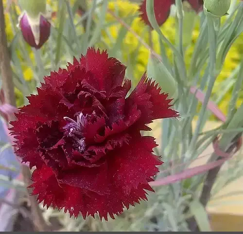 عکس گل میخک فرنقلی