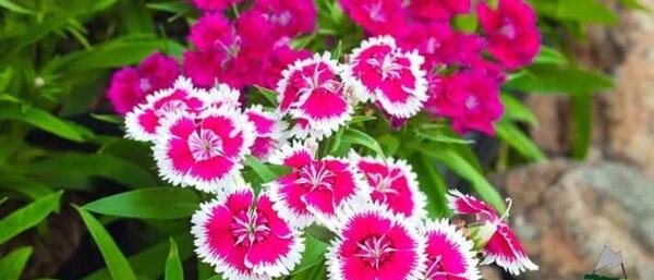 عکس گل میخک فرنقلی
