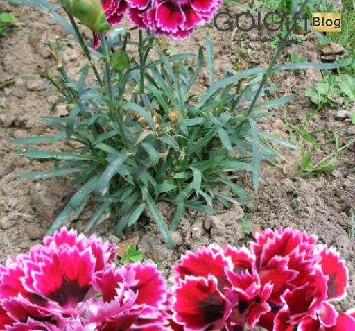 عکس گل میخک فرنقلی