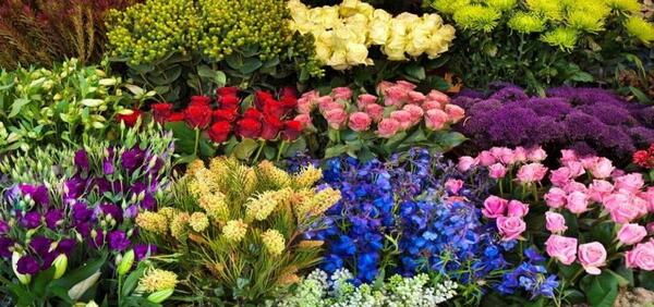 عکس گل میخک فرنقلی