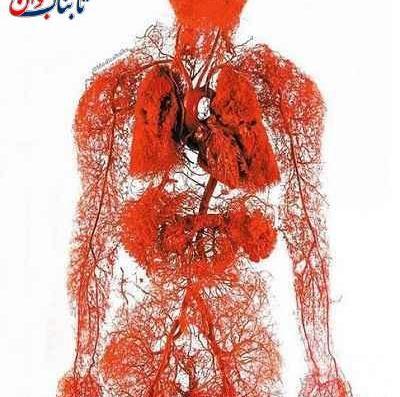 عکس سیاهرگ ها