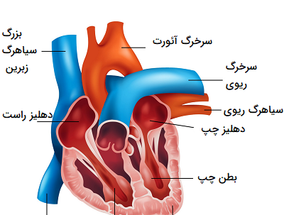 عکس سیاهرگ ها