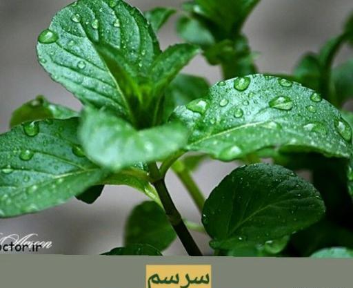 عکس گل سوسنبر