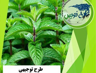 عکس گل سوسنبر