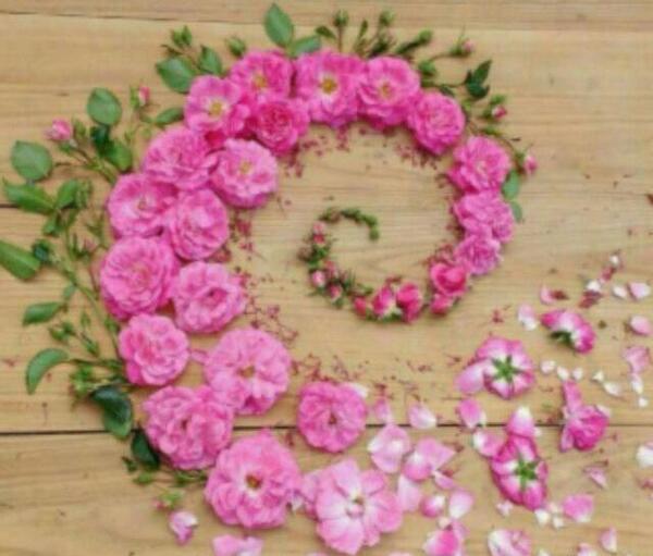 عکس گل زیبا تقدیم به شما