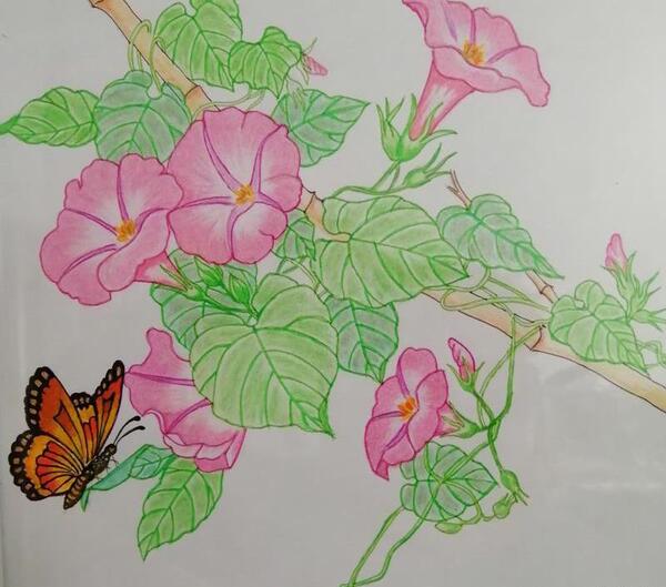 عکس گل و پروانه نقاشی