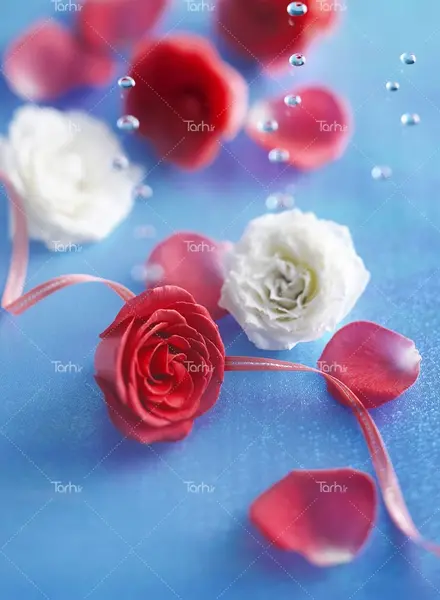 عکس گل آبی و قرمز