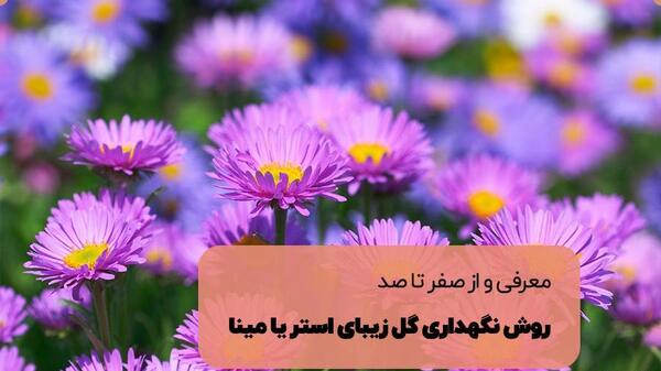 عکس گل مینا بنفش
