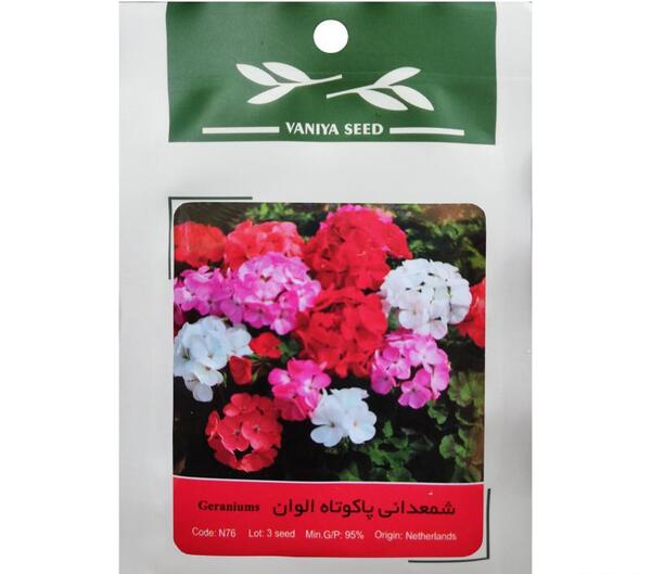 عکس گل مینا بنفش