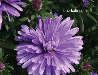 عکس گل مینا بنفش