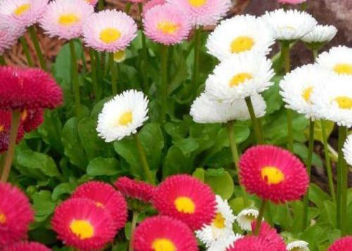 عکس گل مینا بنفش