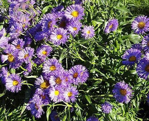 عکس گل مینا بنفش