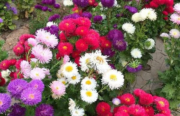 عکس گل مینا بنفش