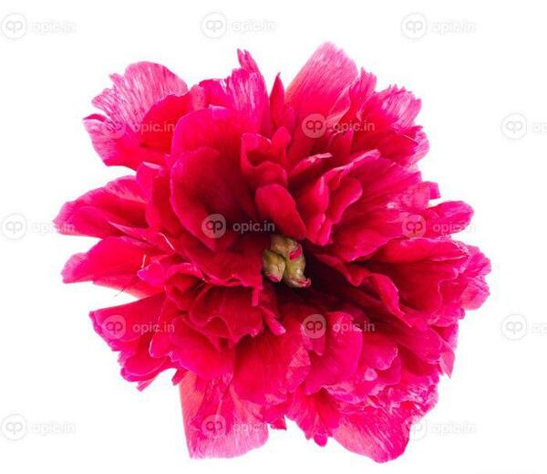 عکس گل صد تومانی سفید