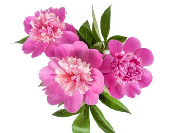 عکس گل صد تومانی سفید