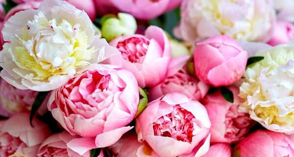 عکس گل صد تومانی سفید