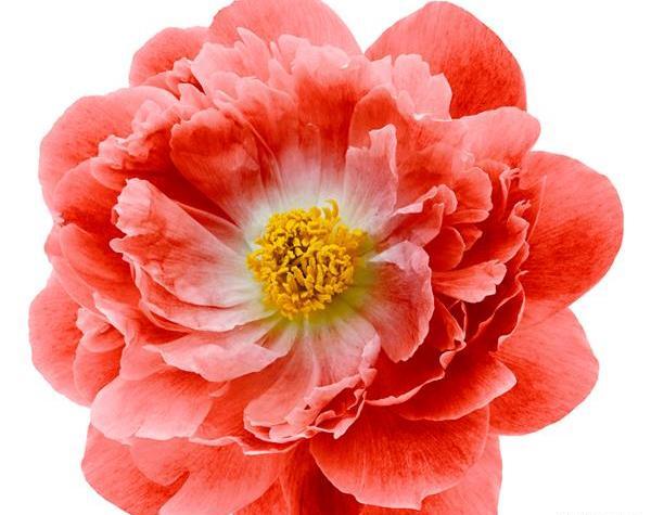 عکس گل صد تومانی سفید