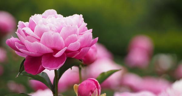 عکس گل صد تومانی سفید