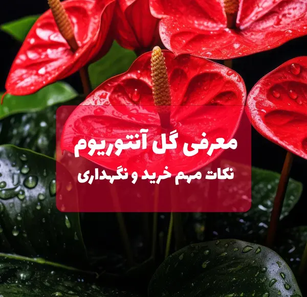 عکس انواع گل آنتوریوم