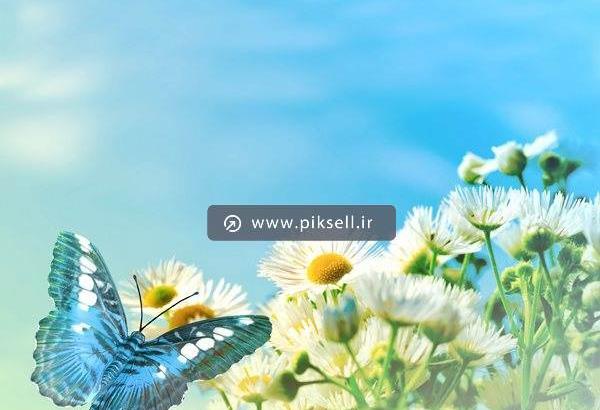 عکس گل و پروانه با کیفیت