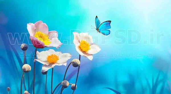 عکس گل و پروانه با کیفیت