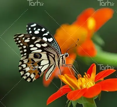 عکس گل و پروانه با کیفیت