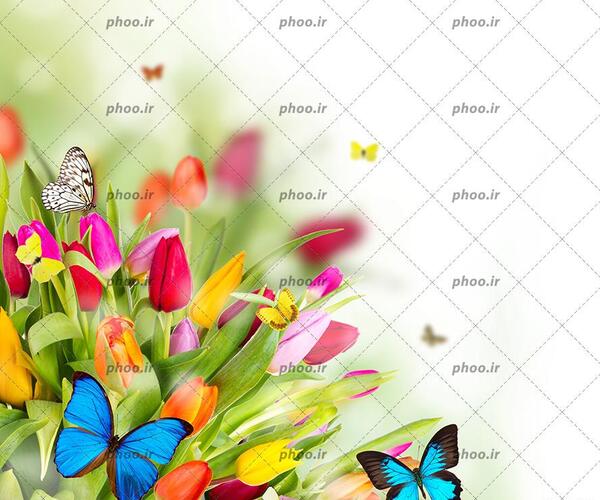 عکس گل و پروانه با کیفیت