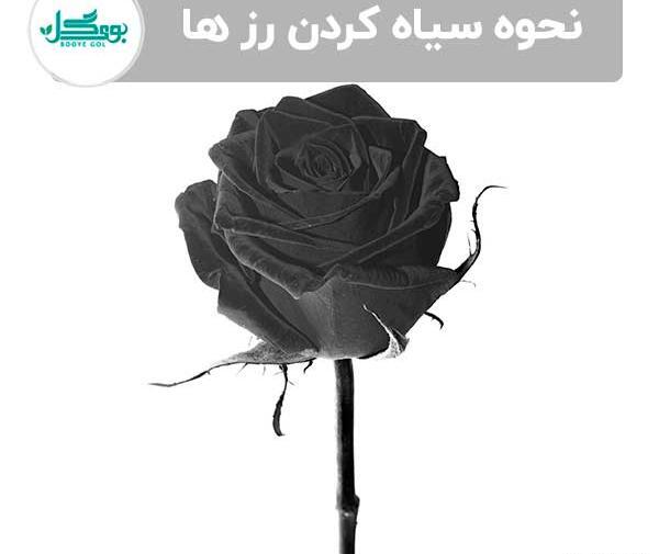 عکس گل سیاه رز