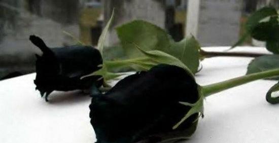 عکس گل سیاه رز