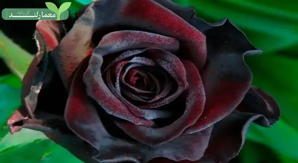 عکس گل سیاه رز