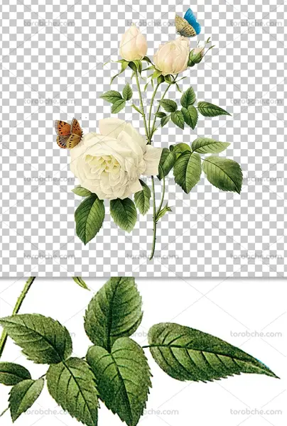 عکس گل طراحی شده