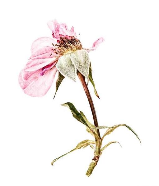 عکس گل طراحی شده