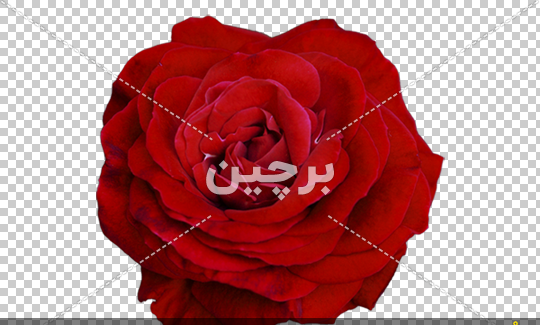 عکس گل طراحی شده