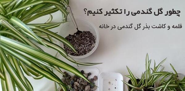 عکس گل گندمی بنفش