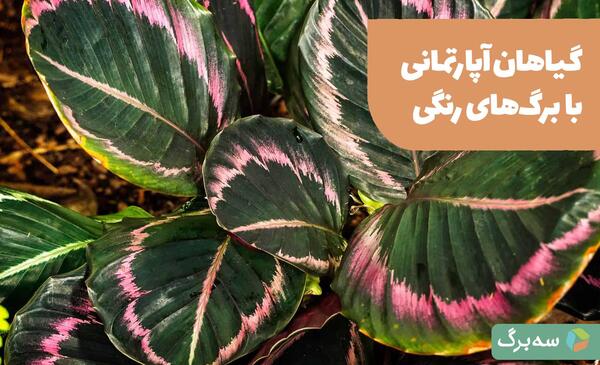 عکس گل گندمی بنفش
