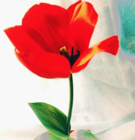 عکس های گل لاله سیاه