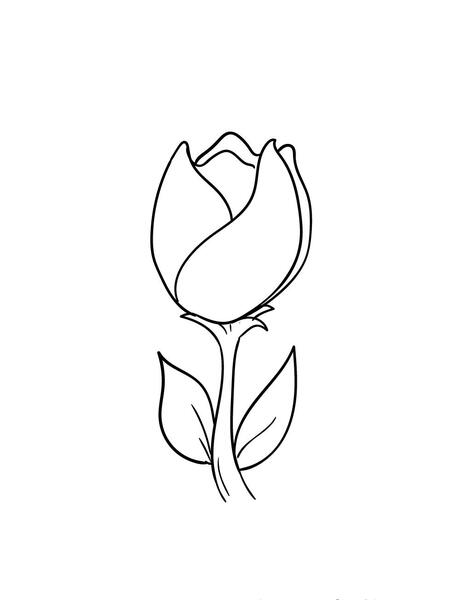 عکس های گل لاله سیاه
