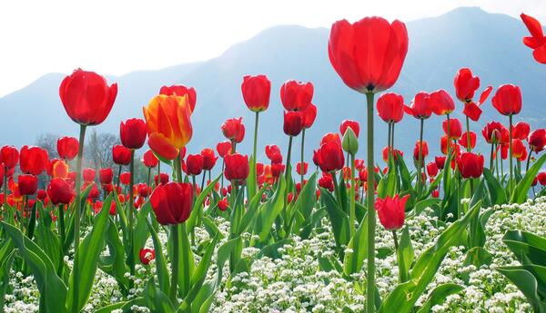 عکس های گل لاله سیاه